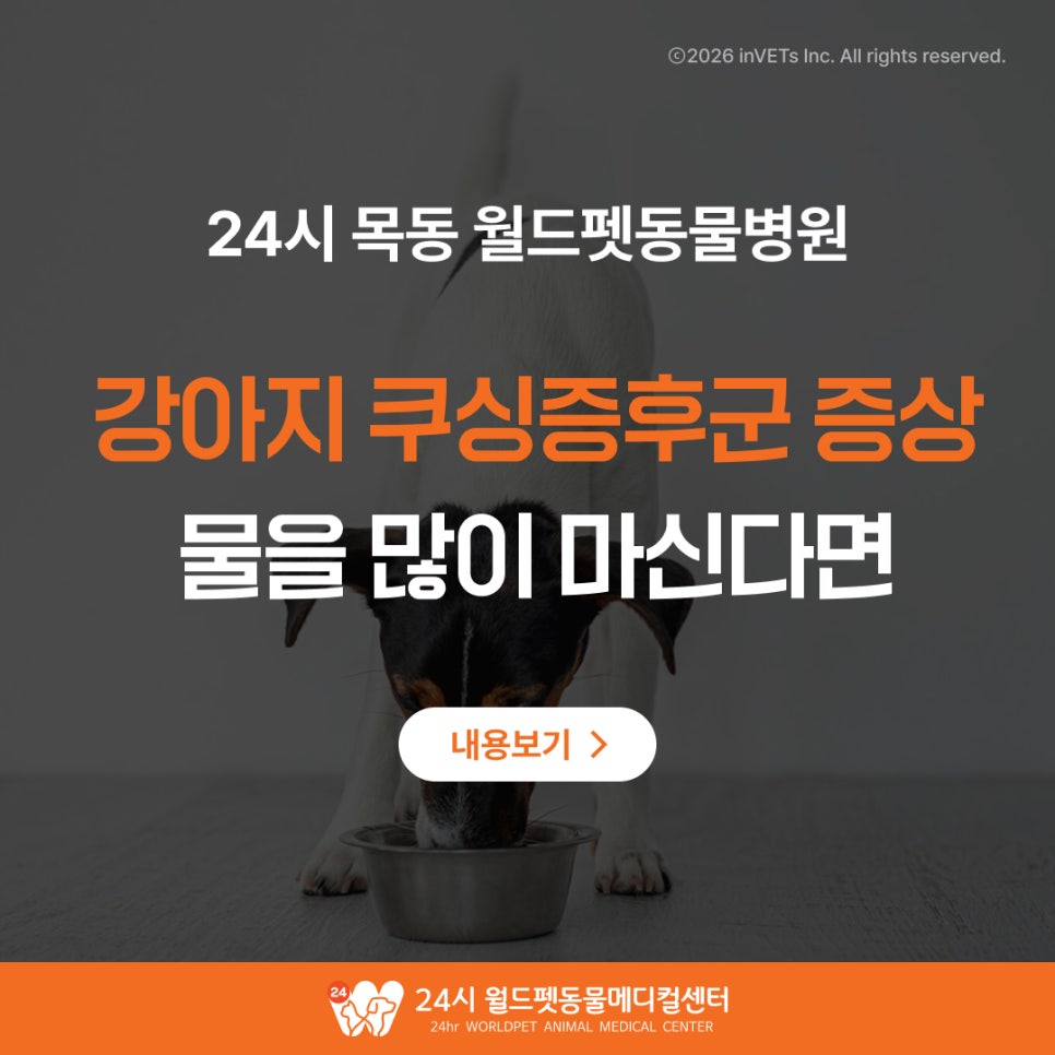 강아지 쿠싱증후군 증상, 물을 많이 마신다면