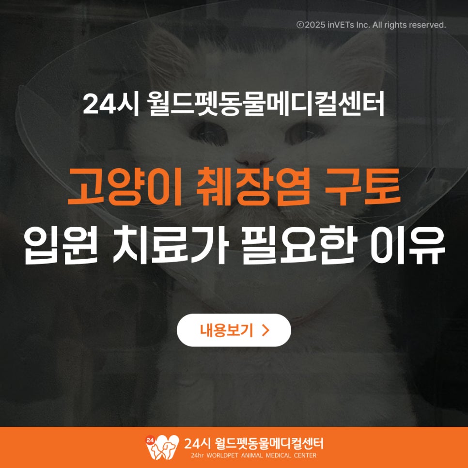 고양이 췌장염 반복되는 구토 증상, 입원 치료가 필요한 이유